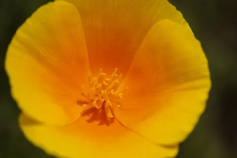 Orange Flower Foto stock