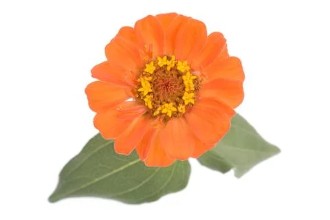 Orange flower Stock Photos
