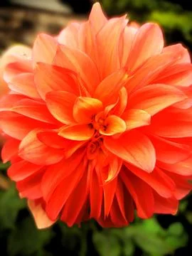 ''Orange Flower'' Stock Photos