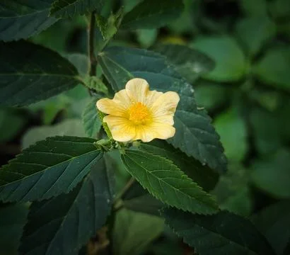Orange flower Stock Photos