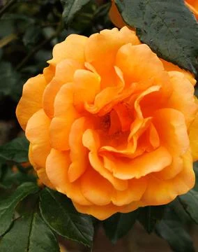 Orange flower Stock Photos
