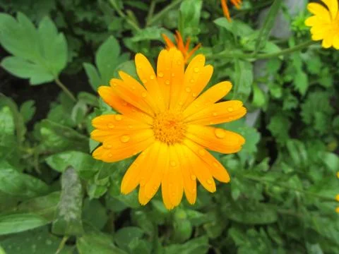 Orange flower with raindrops. Stock Photos