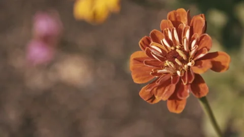 Orange Flower with Shallow Depth of Field - Vintage Color Grade Video stock 137973895