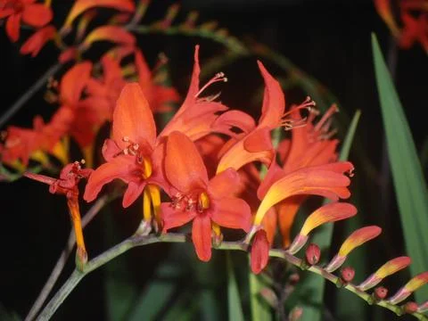 Orange flower in spring Stock Photos