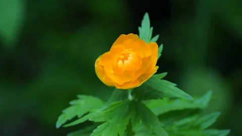 An orange flower sways in the wind Stock Footage 197656596