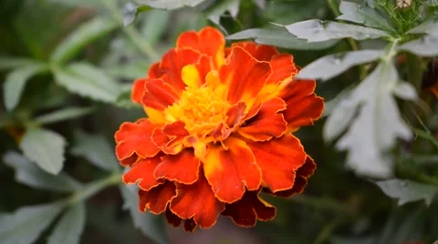 Orange flower - Tagetes Stock Footage 65264080