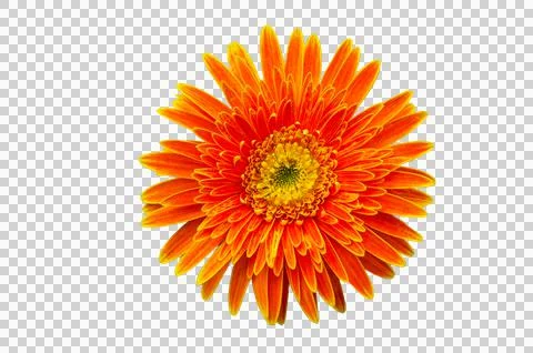 Orange flower top view Isolate on transparent background PNG file Stock Photos