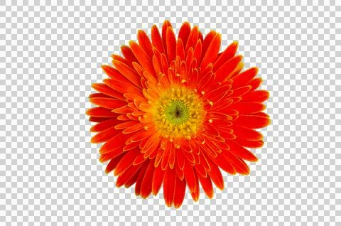 Orange flower top view Isolate on transparent background PNG file Stock Photos