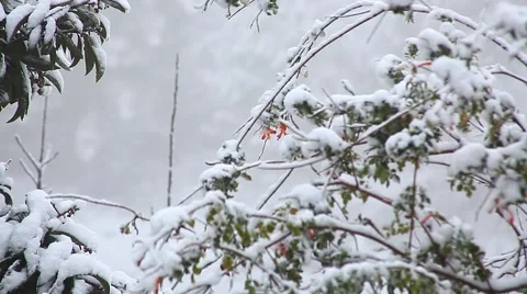Orange flower under the snow Video stock 47396417