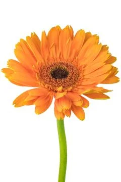 Orange flower with white background Stock Photos