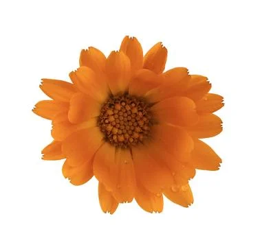 An orange flower on a white background Stock Photos