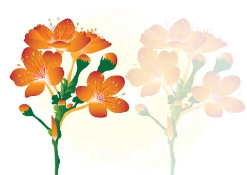 Orange flower on white background with Shadow Stock Illustration