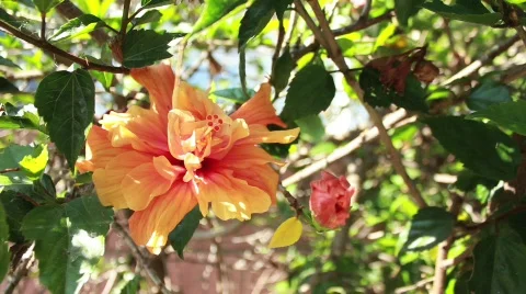 Orange Flower Wide Stock Footage 739329