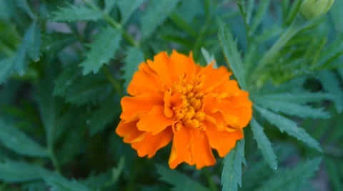 Orange Flower On The Wind Stock Footage 53878233