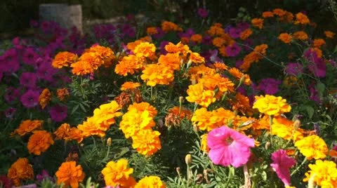 Orange Flowers 02 Stock Footage 12557608