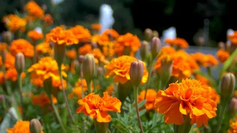 Orange flowers 1 Stock Footage 268841647