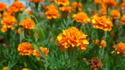 Orange flowers 2 Stock Footage 268841648