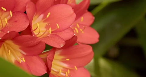 Orange Flowers in 4k 스톡 동영상 276134323