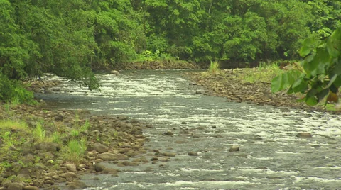 Orange Flowers and Stream 2 Stock Footage 32589402