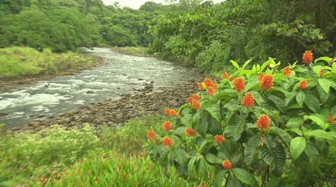 Orange Flowers and stream Stock Footage 32595041