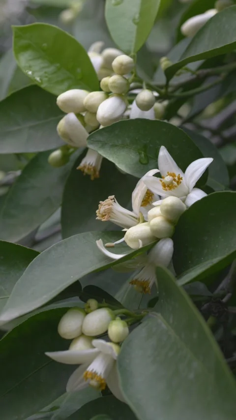 Orange flowers arranged in vertical frame with soft focus. Citrus aurantium Stock Footage 331580000
