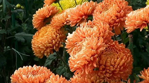 Orange flowers of aster Stock Footage 33627925