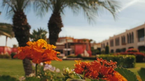Orange flowers on a background of palm trees Stock Footage 100867171