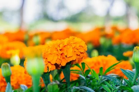 Orange flowers, Background Stock Photos
