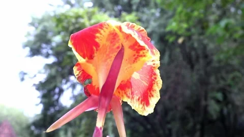 Orange flowers blowing in the wind Stockbeeldmateriaal 243466231