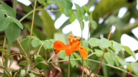 Orange flowers blown by the wind Stockbeeldmateriaal 243466281