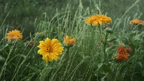 Orange flowers of calendula in the rain Stock Footage 157471440