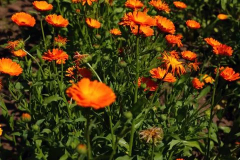 Orange flowers of calendula in spring or summer. Used in medicine. Stock Photos