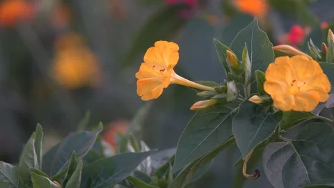 Orange flowers close-up Stock Footage 114031333