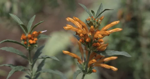 Orange flowers, close-up, leonotis leonurus ,4K super slomo Stock Footage 254101419
