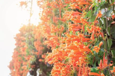 Orange flowers with daylight. 스톡 사진