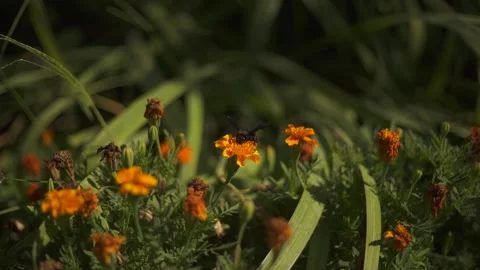 Orange flowers with flying bumblebee  on the background Stock Footage 139346189