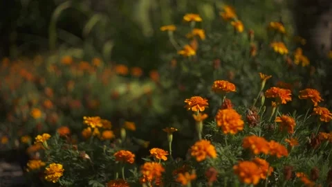Orange flowers with flying bumblebee Stock Footage 139346535