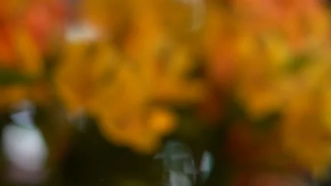 Orange Flowers Focus Pull Stock Footage 92830987
