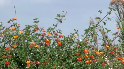 Orange Flowers 스톡 동영상 1088289