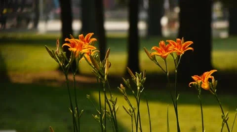 The orange flowers Stock Footage 11316166