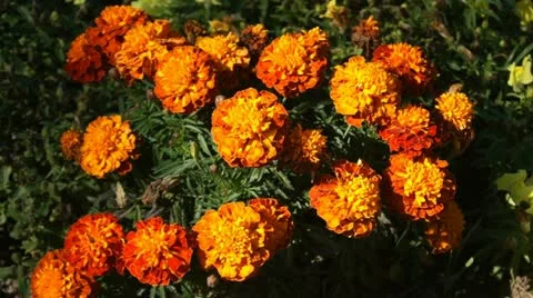 Orange Flowers Stock Footage 12557538