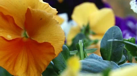 Orange flowers Stock Footage 12659753