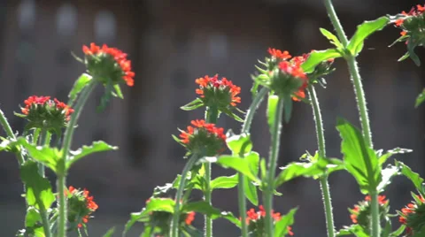 Orange Flowers Video stock 27563968