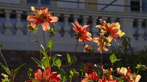 Orange Flowers Stock Footage 31284960
