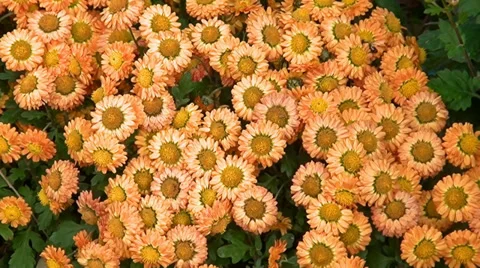 Orange flowers Stock Footage 33627920