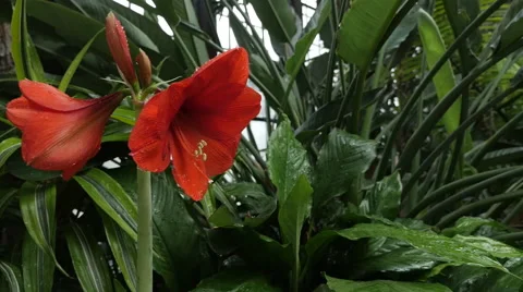 Orange Flowers Stock Footage 60109333