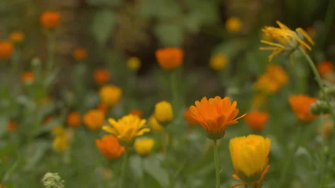 Orange Flowers Stock Footage 139592653