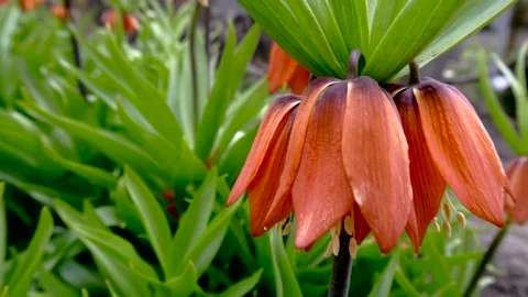 Orange flowers Stock Footage 154428132