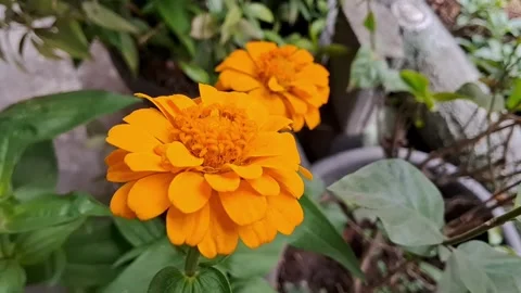 Orange Flowers Stock Footage 278205150