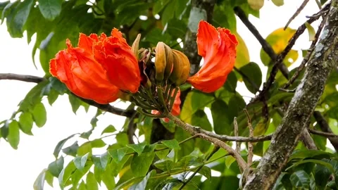 Orange flowers Stock Footage 315541096